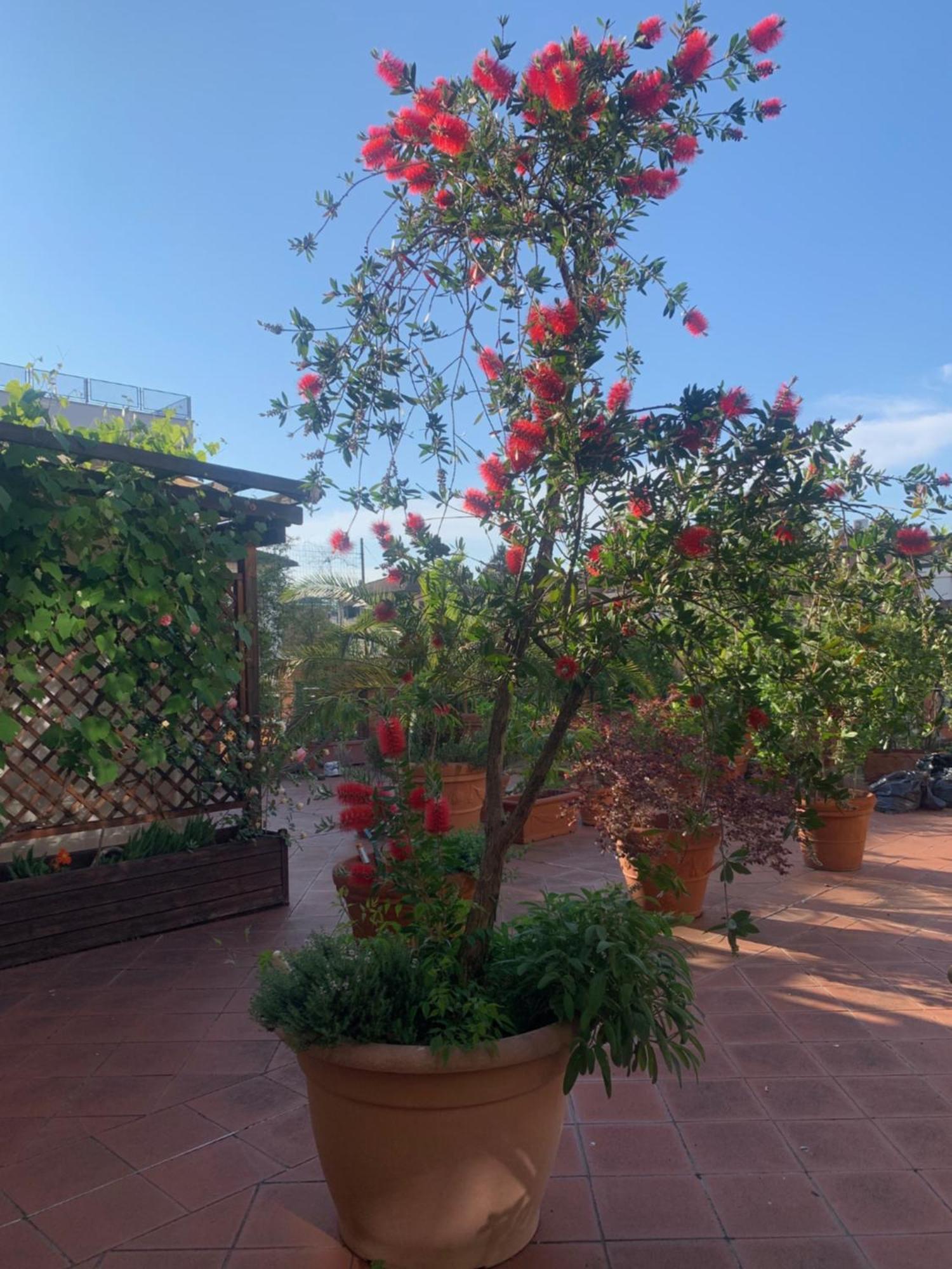 La Terrazza Da Ernestina Apartment Lucca Ngoại thất bức ảnh